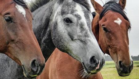 Bragança Paulista recebe exposição da raça de cavalos mais antiga do mundo neste sábado (22/04)