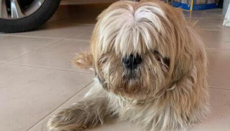 Cachorro encontrado no Amanda 1