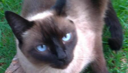 Procura-se por gato perdido no Jardim Santana