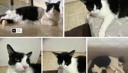 Procura-se por gato perdido no bairro São Domingos