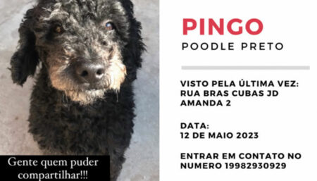  Procura-se por animal perdido no bairro Jardim Amanda 2