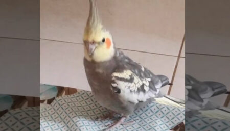 Procura-se por animal perdido no bairro Chácaras Fazenda do Coelho próximo ao Jardim Nossa Senhora de Fátima