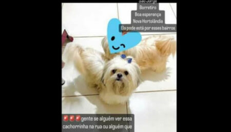 Procura-se por animal perdido no bairro Recanto do sol