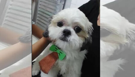 Procura-se por animal perdido no bairro Jardim amanda