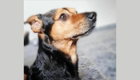 Procura-se por cachorro perdido no Amanda