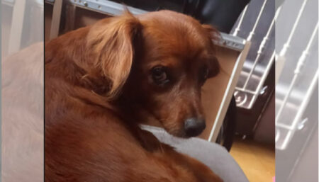 Procura-se por cachorro perdido no bairro Jardim Sumarezinho