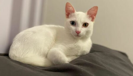 Procura-se por gato perdido no bairro Jd terras de Santo Antônio Hortolândia