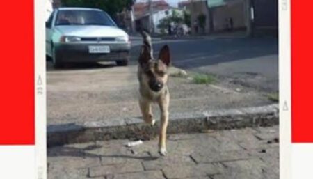 Procura-se por cachorro perdido no bairro Jardim Campos Verdes