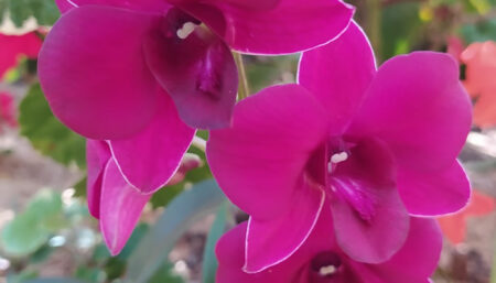 UFSCar desenvolve novas variedades de orquídeas