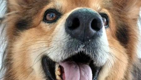 Saiba como garantir a saúde digestiva de seu pet