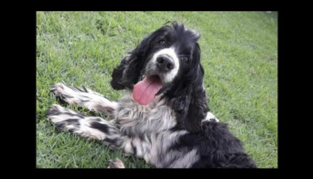 Procura-se por cachorro perdido no bairro Jardim São Bento