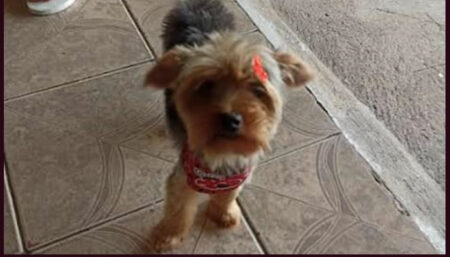 Procura-se por Cachorro perdido no bairro Jardim Nova América – Hortolândia