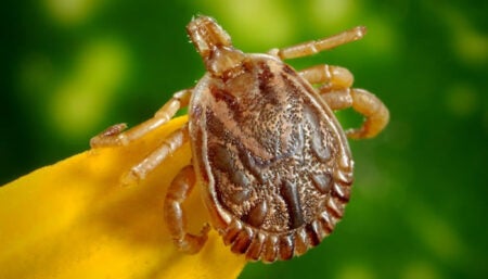 Morte por febre maculosa na região: quais cuidados devem ser tomados?