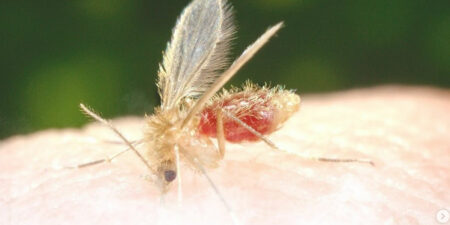 Saiba como prevenir a leishmaniose, segunda doença parasitária que mais mata no mundo