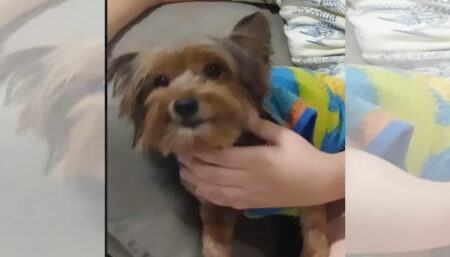 Procura-se por animal perdido no bairro Santa Amélia