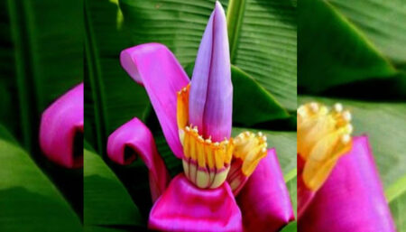 Flor de bananeira é uma iguaria muito apreciada, confira uma receita