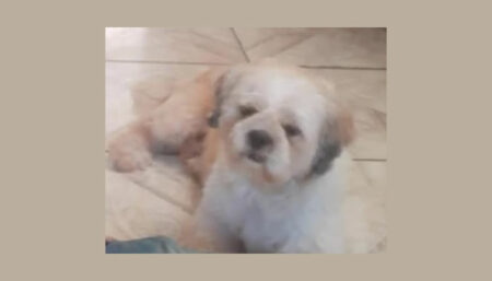 Procura-se por cachorro perdido no bairro Parque Pinheiros