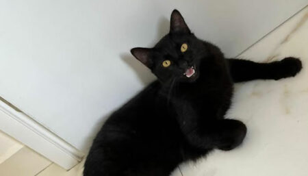 Procura-se por gato perdido no Nova Europa