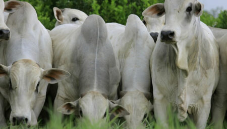 Venda de um terço de vaca nelore bate recorde mundial e eleva preços do gado de elite no Brasil