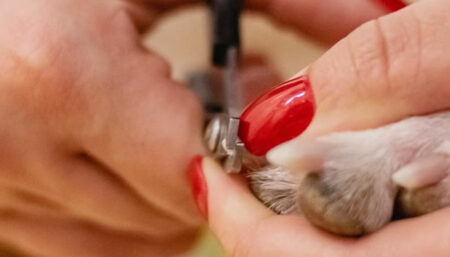 Cortar as unhas do cachorro é uma atividade essencial