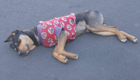 Procura-se cachorro perdido no Santa Rita de Cássia
