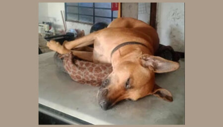 Procura-se por cachorro perdido no bairro Jardim Mirante