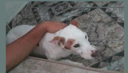 Procura-se cachorro perdido no Boa Esperança