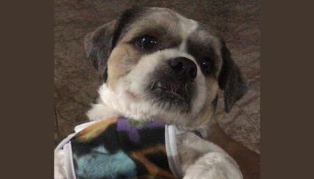Procura-se cachorro perdido no Auxiliadora
