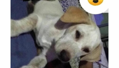 Procura-se cachorro perdido no Taquara Branca