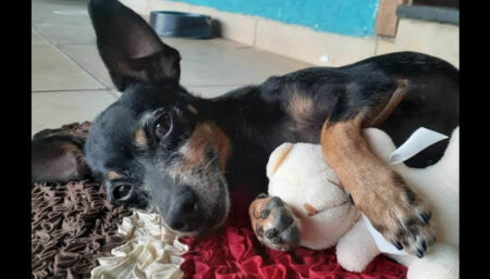 Procura-se por Pinscher perdido no bairro Jardim Firenze