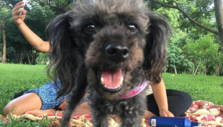 Procura-se por Poodle perdida no São Bento