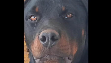 Procura-se por Cachorro perdido no Jd Boa Vista