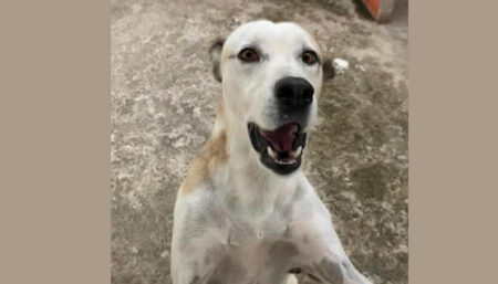 Procura-se por cachorro perdido no Amanda II