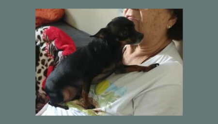 Procura-se Pinscher no Remanso Campineiro