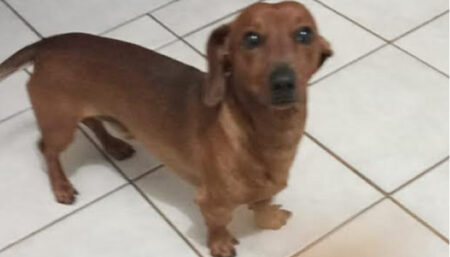 Procura-se por animal perdido no bairro Remanso Campineiro