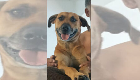 Procura-se por animal perdido no bairro Jardim Mirante