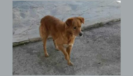 Procura-se por Cachorro perdido no Nova Alvorada