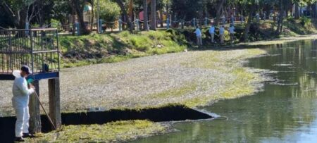Remoção manual de algas visa melhoria na qualidade da água da lagoa do Santa Clara