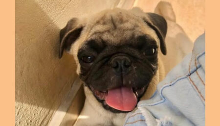 Procura-se por Pug perdido no Santa Emília