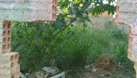 Moradores do Jardim Amanda Vivem Sob Ameaça de Escorpiões devido a Terreno Baldio