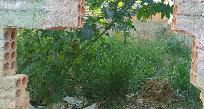 Moradores do Jardim Amanda Vivem Sob Ameaça de Escorpiões devido a Terreno Baldio