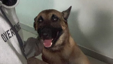 Procura-se por cachorro perdido no Parque Ortolandia próximo Unasp