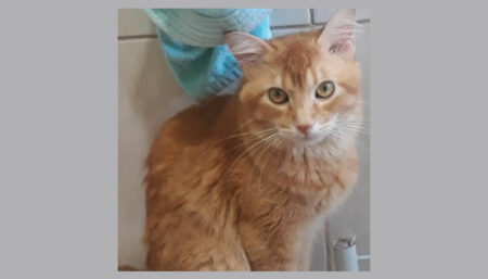 Procura-se por “Alfredo” perdido no bairro Parque dos pinheiros