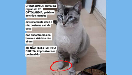 Procura-se por animal perdido no bairro Pq Ortolândia