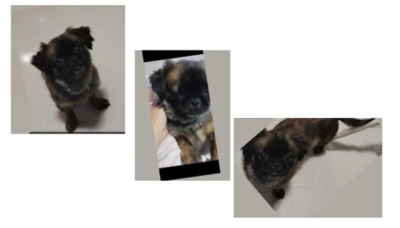 Procura-se por animal perdido no bairro Jardim Santa Fé