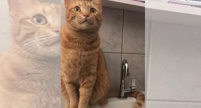 Procura-se por Shiva perdido no bairro Oreste ongaro