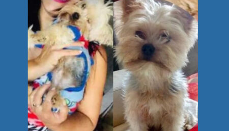 Procura-se por animal perdido no bairro Jd Interlagos