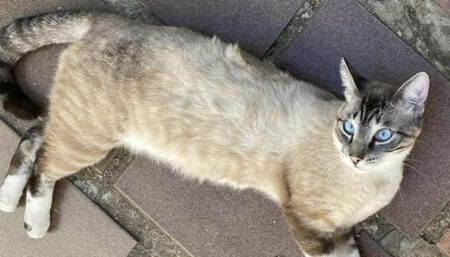 Procura-se por gato perdido no Jardim do Bosque próximo ao Goodbom