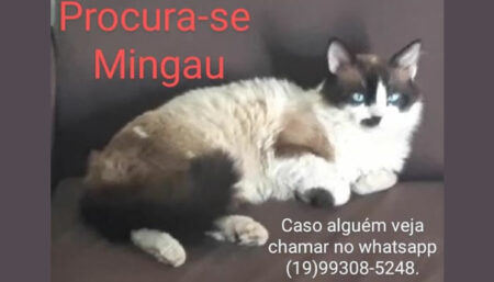 Procura-se por “Mingau” perdido no Amanda 2