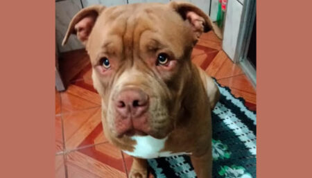 Procura-se por cachorro perdido no bairro Parque São Miguel